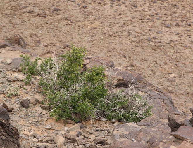 Whole plant