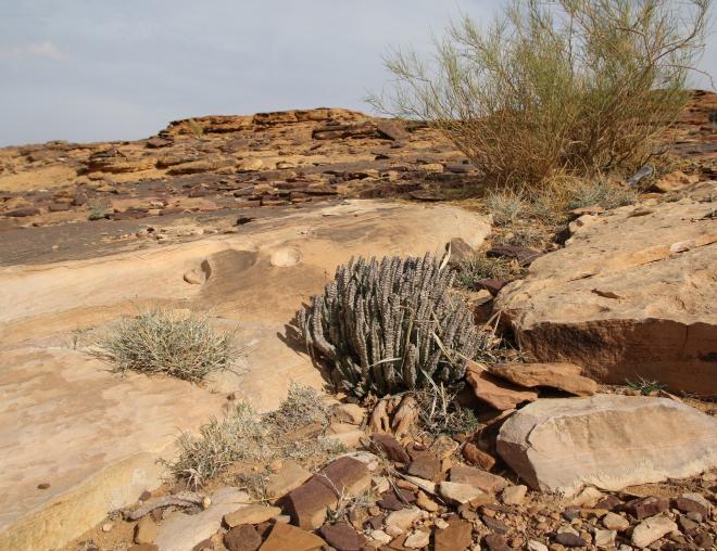 Caralluma petraea in Sandstone landforms