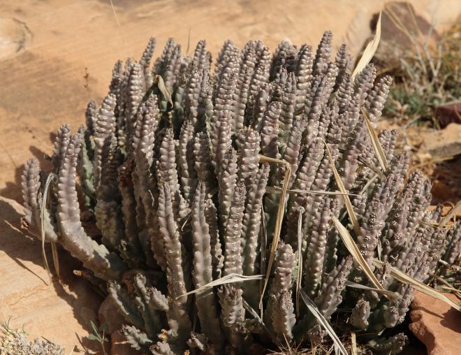 Whole plant