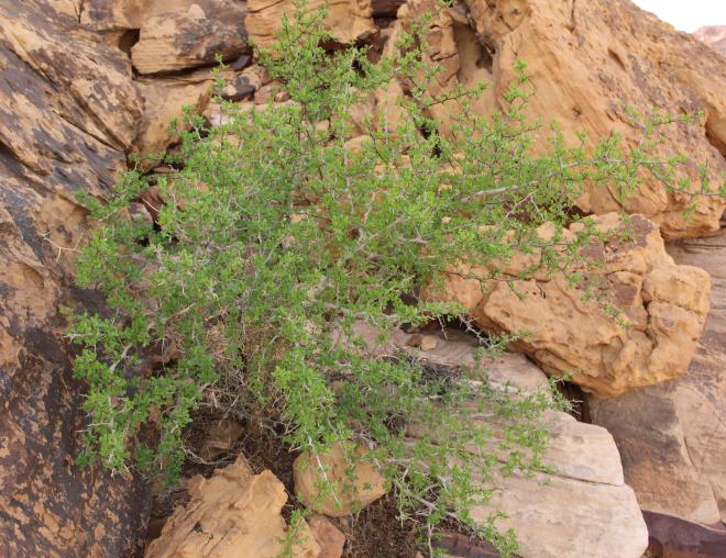 Whole plant