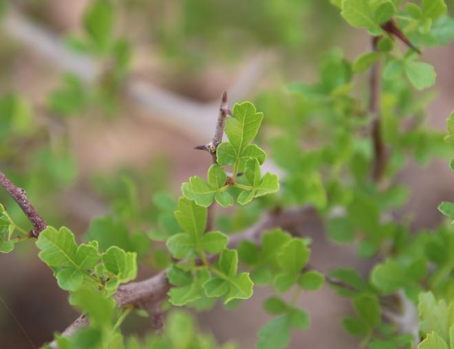 Searsia tripartita leaves