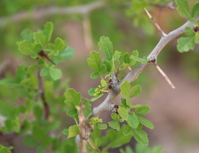 Searsia tripartita leaves