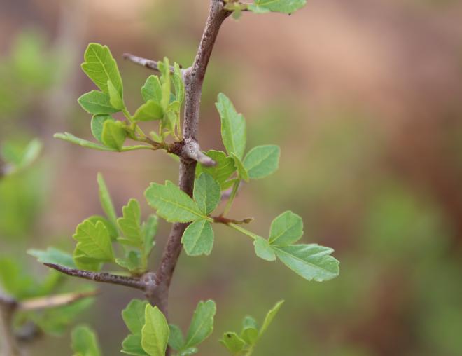Searsia tripartita leaves