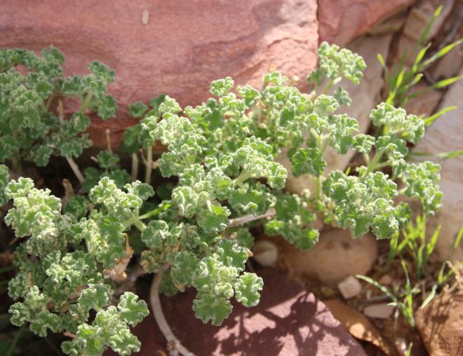 Whole plant