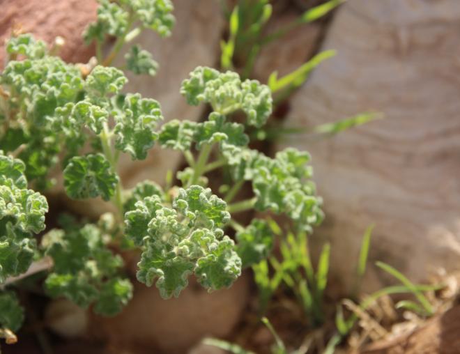 Pseudodictamnus undulatus leaves