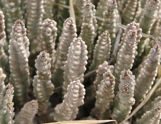 Whole plant