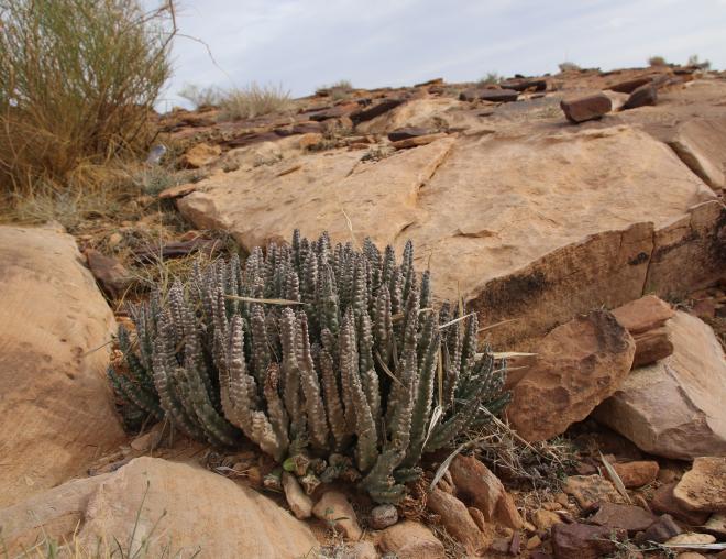 Whole plant