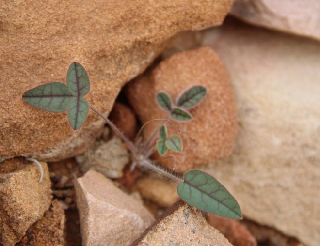 Onobrychis ptolemaica seedling