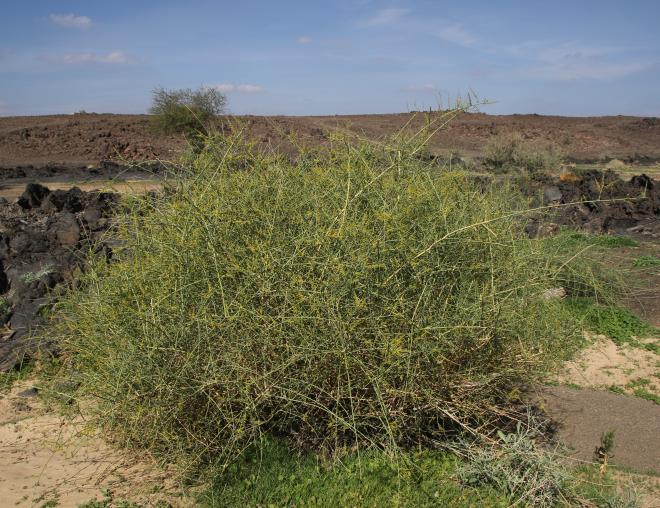 Whole plant