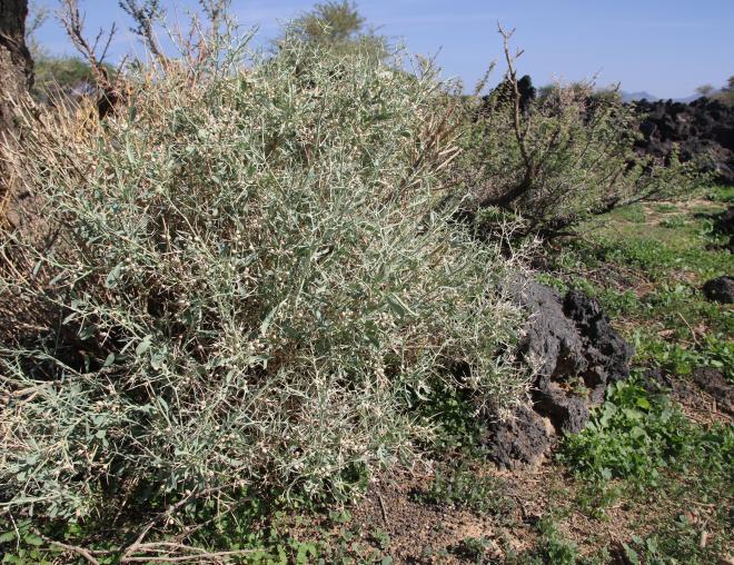 Whole plant