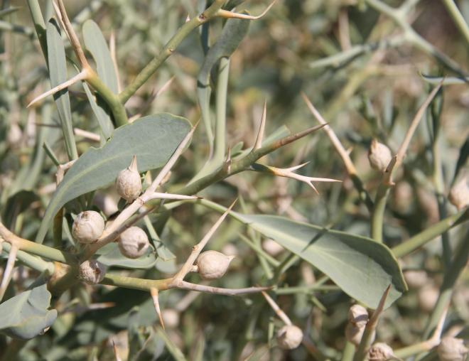 Zilla spinosa fruits