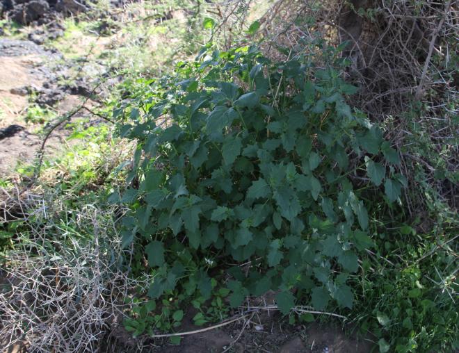 Whole plant
