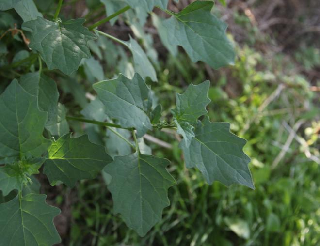 Solanum villosum leaves