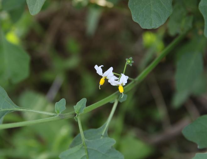 Solanum villosum flower