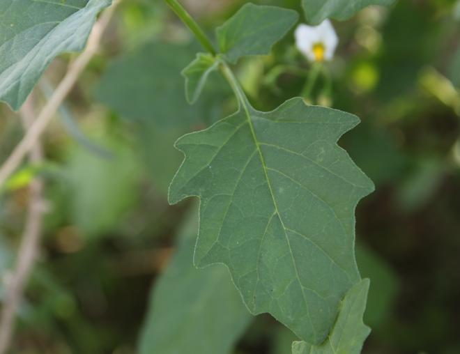 Solanum villosum leaf