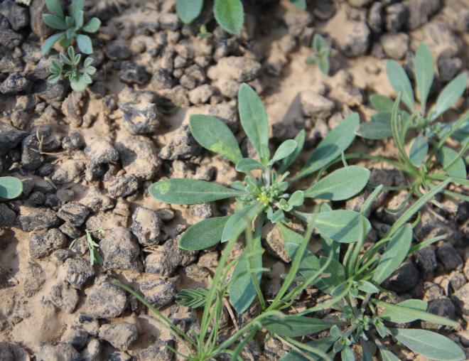 Whole plant