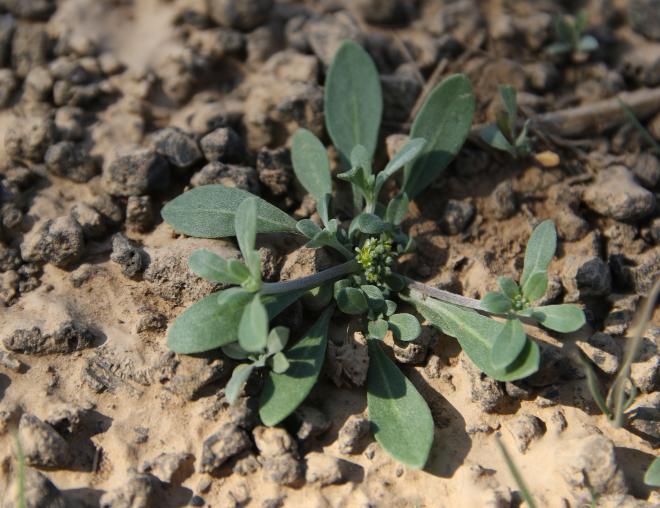Whole plant