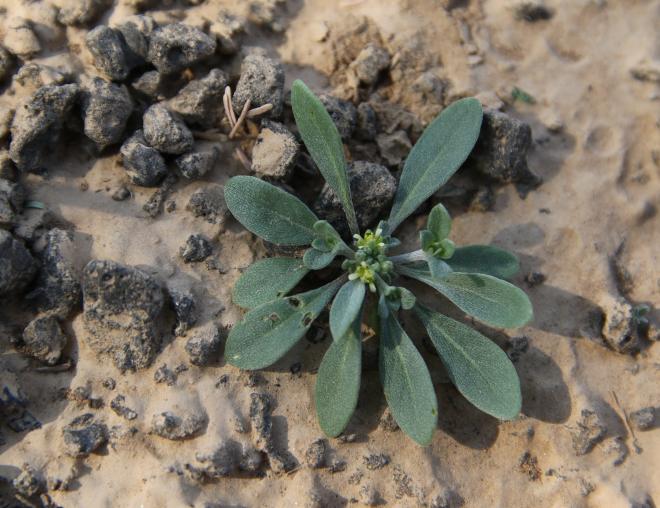 Whole plant