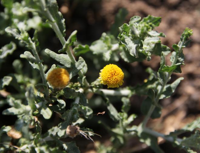 Pulicaria undulata flowers