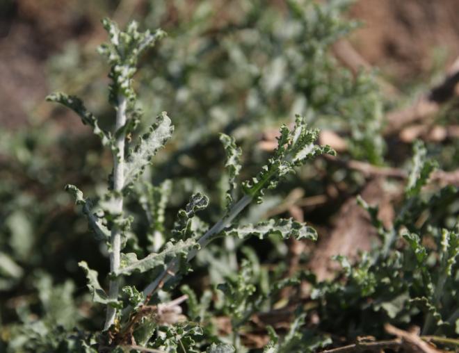 Pulicaria undulata leaves