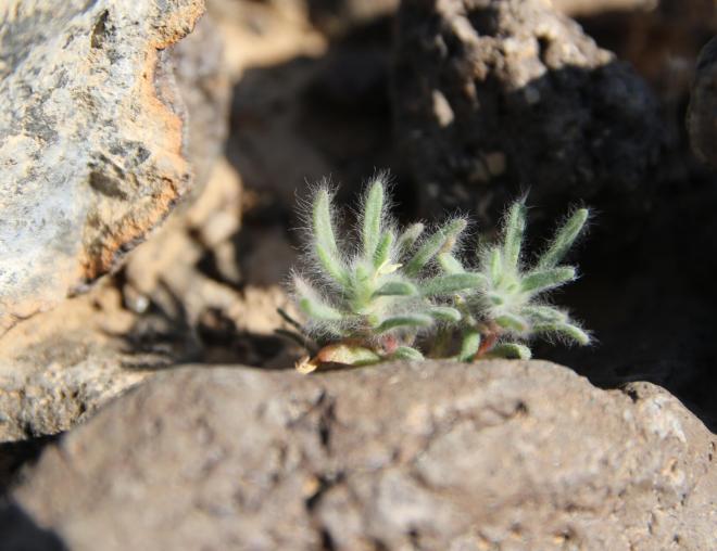 Small Bassia muricata