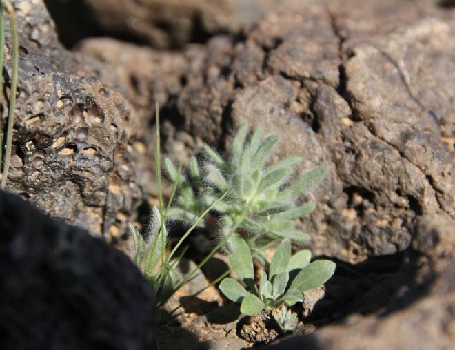 Small Bassia muricata
