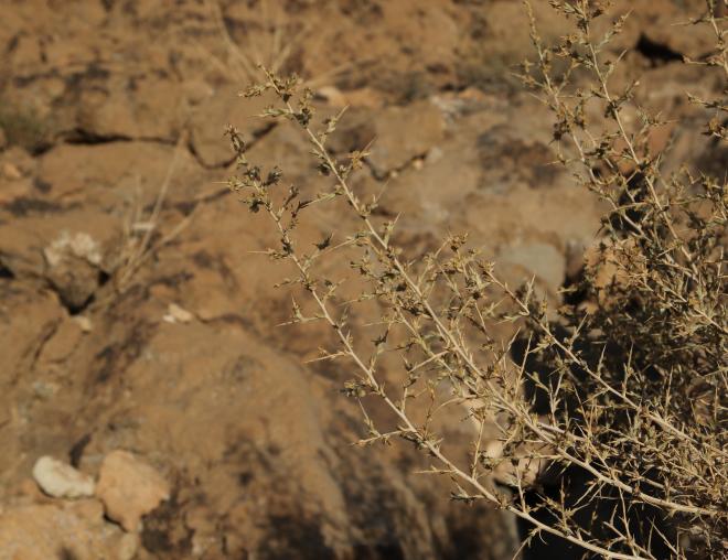 Noaea mucronata branches