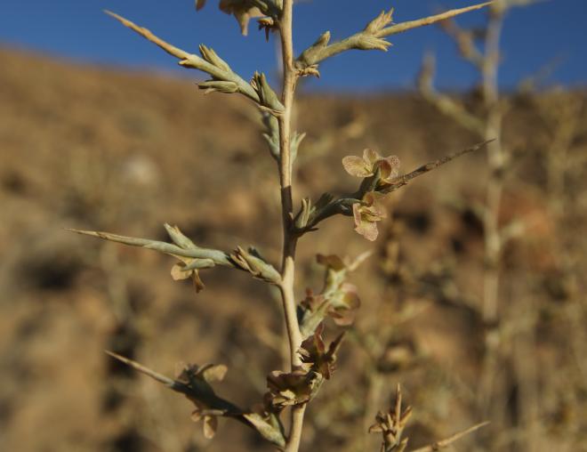 Noaea mucronata flowers