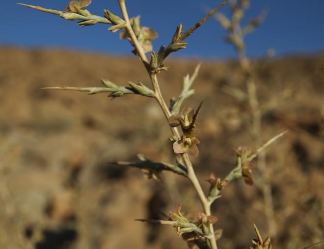 Noaea mucronata flowers