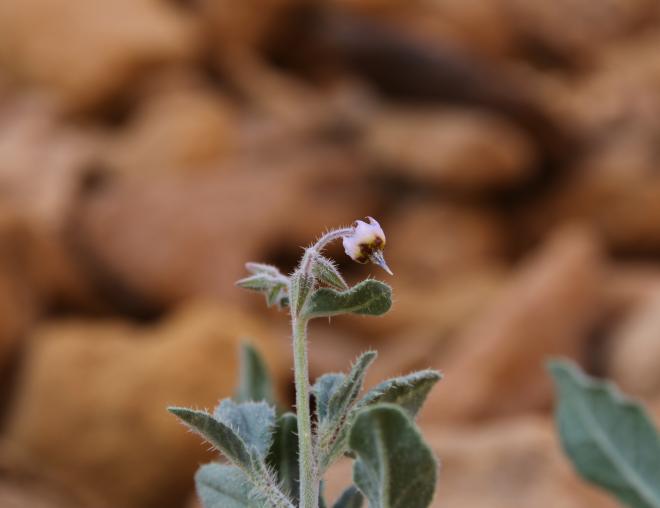 Trichodesma africanum flower