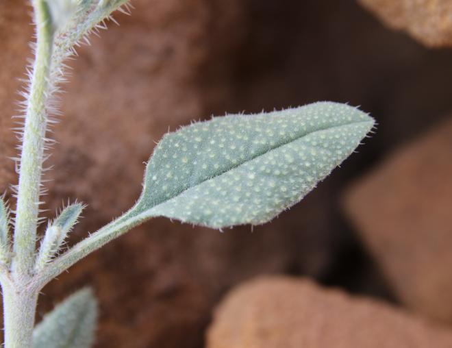 Trichodesma africanum leaf