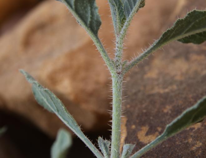Trichodesma africanum leaves