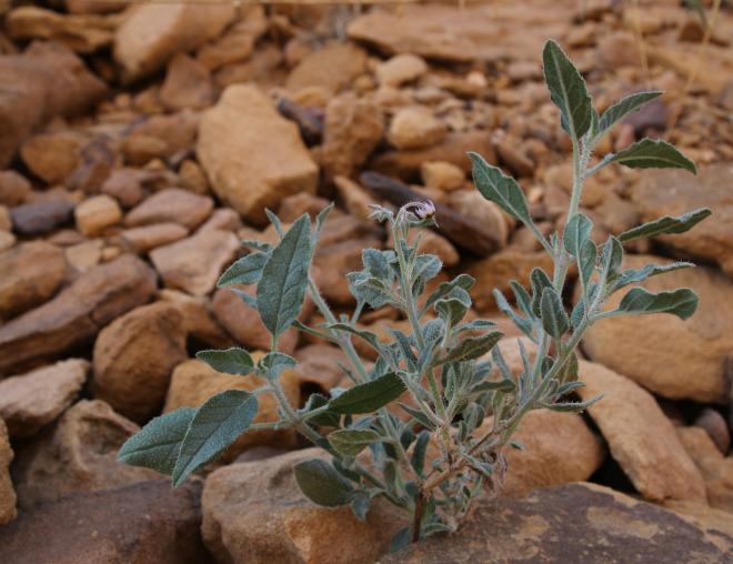 Whole plant