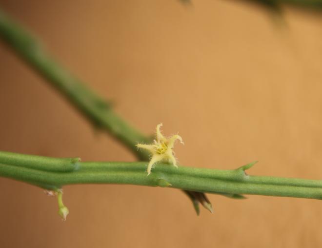 Caudanthera sinaica flower