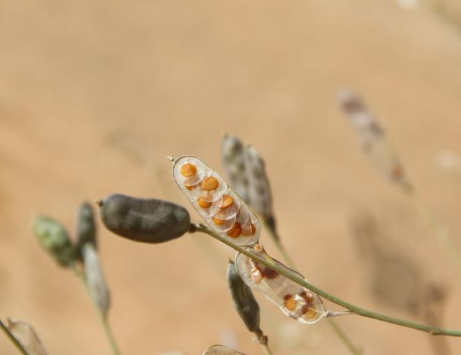 Farsetia aegyptia fruits