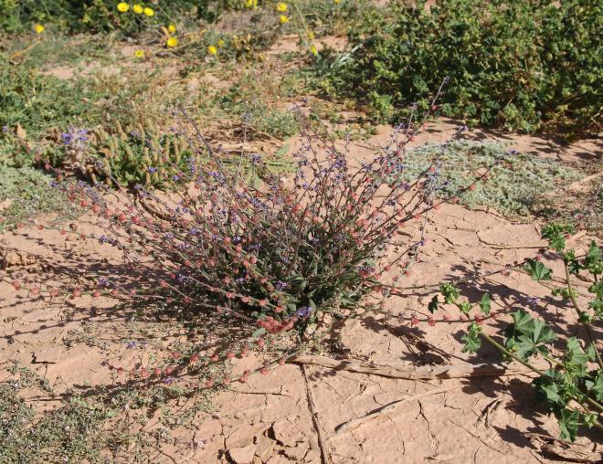 Whole plant