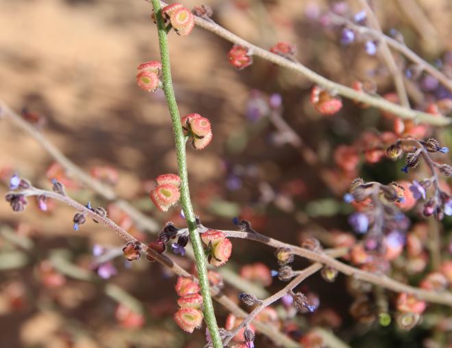 Microparacaryum intermedium fruits