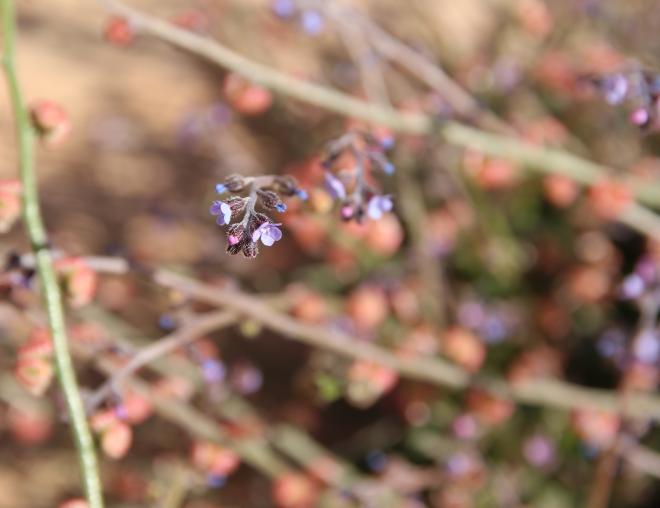 Microparacaryum intermedium flower