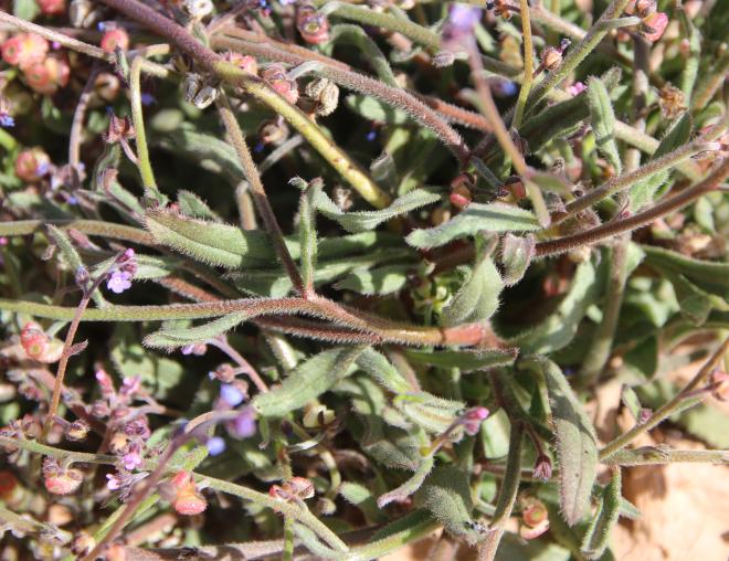 Microparacaryum intermedium leaves
