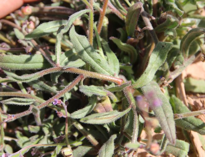 Microparacaryum intermedium leaves