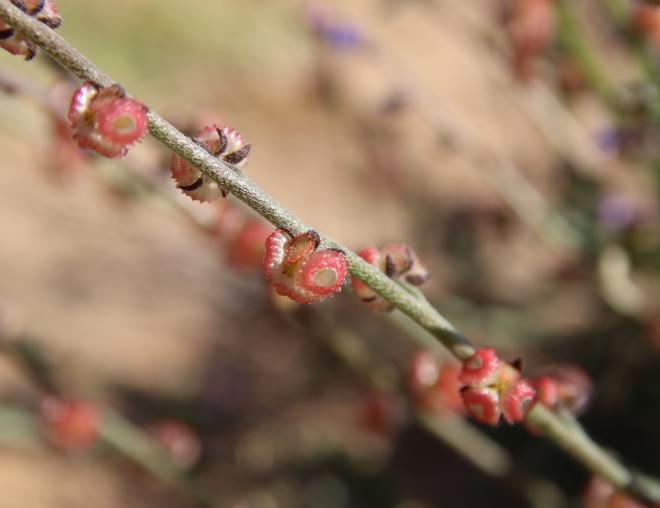 Microparacaryum intermedium fruits
