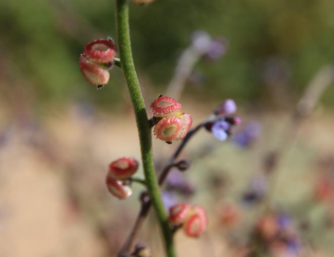 Microparacaryum intermedium fruit