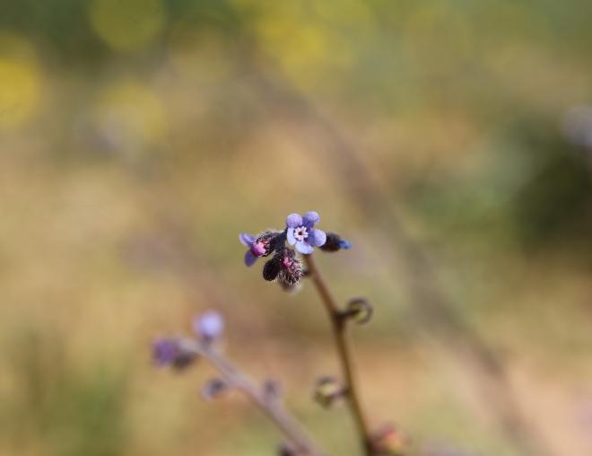 Microparacaryum intermedium flower