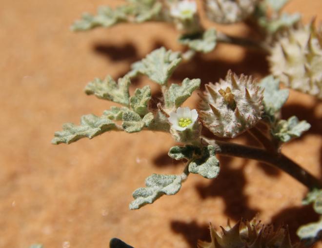 Neurada procumbens flower