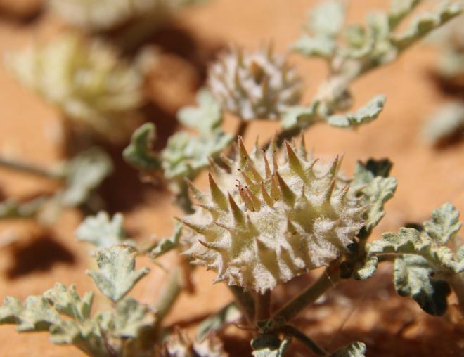 Neurada procumbens fruit