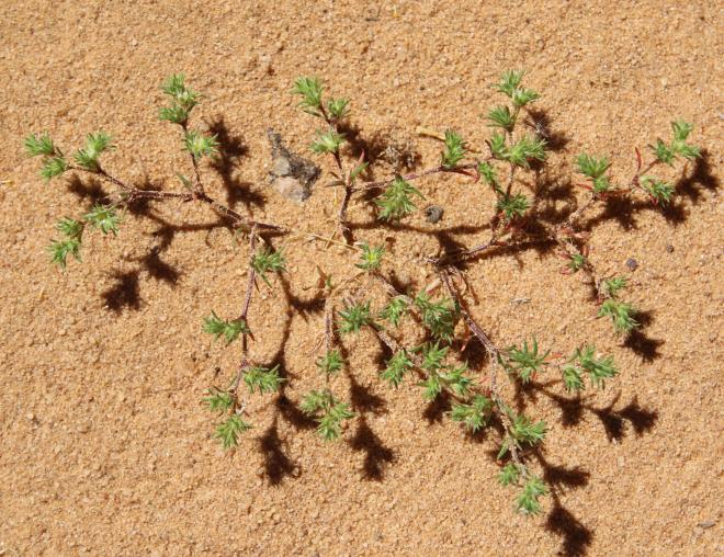 Whole plant