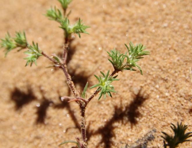 Loeflingia hispanica stem