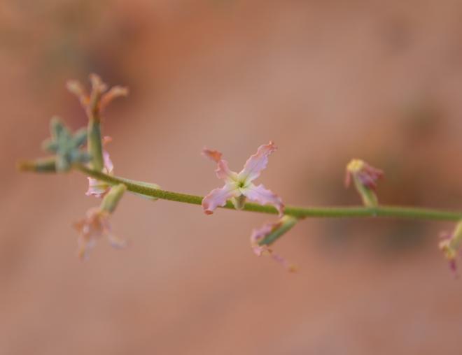 Matthiola longipetala subsp. livida flowers