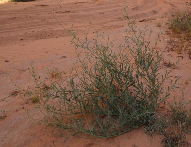 Whole plant