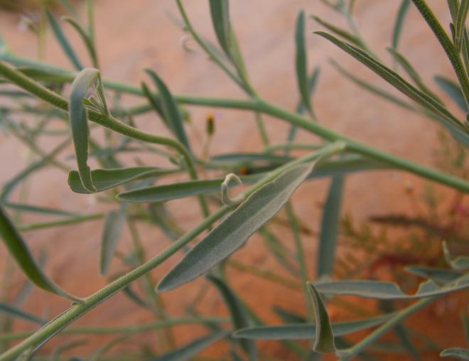 Matthiola longipetala subsp. livida leaves